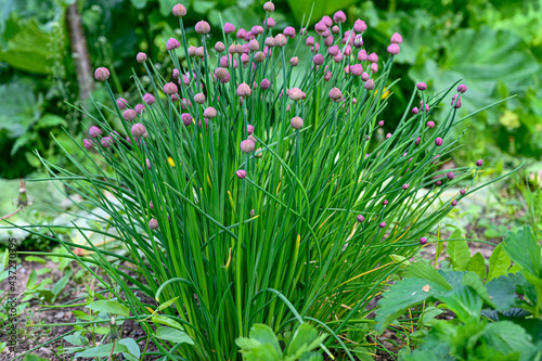 chive growing in a garden in Sweden