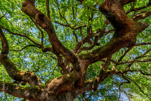 Beautiful view of the famous secular tree called oak of the witches in the province of Lucca, Italy