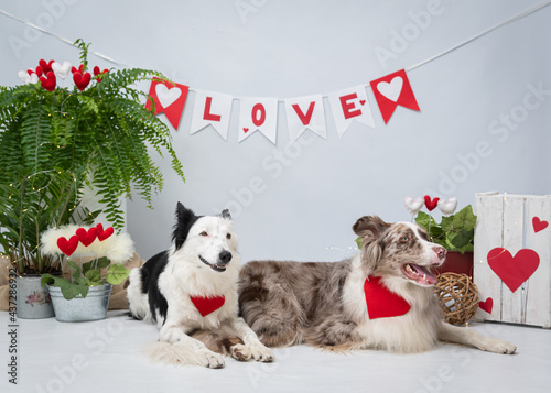 Ensaio Pet border collie