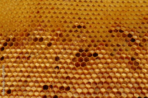 Pszczelarstwo