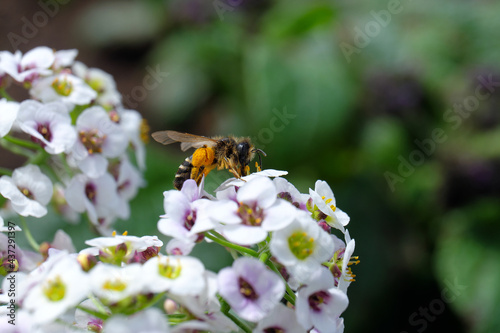 Kleine weiße Blüten mit Biene beim Nektar schlecken - Stockfoto