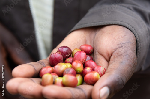 In einer Hand werden reife rote Kaffeekirschen gezeigt.