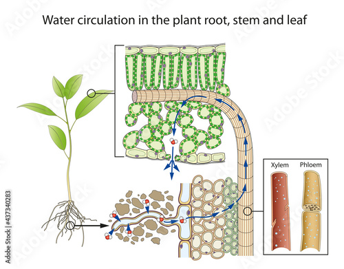 Water circulation in the plant root, stem and leaf