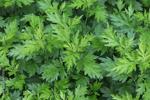 Yomogi(mugwort) growing in a shady garden