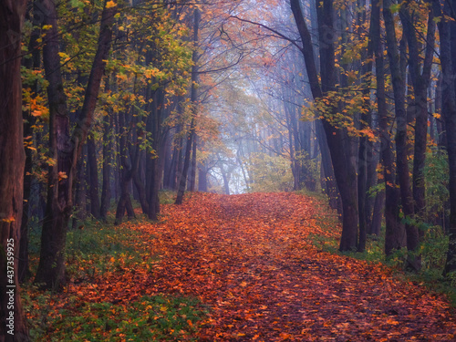 Maple alley with fallen leaves through a mystical forest. Fabulous autumn misty landscape