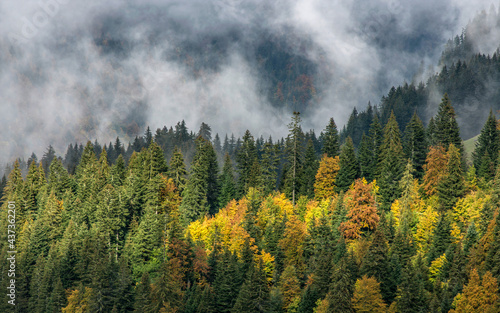 Brume sur la forêt automnale à La Clusaz, Haute-Savoie, France