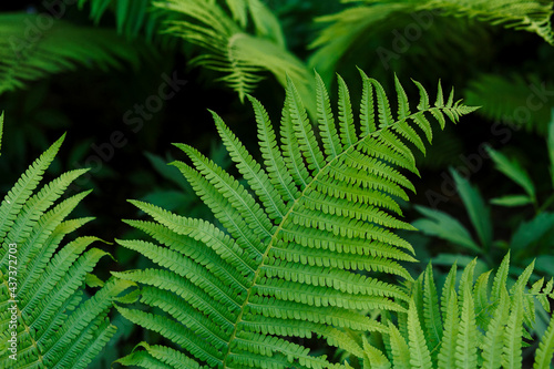 Fern leaves on a green background