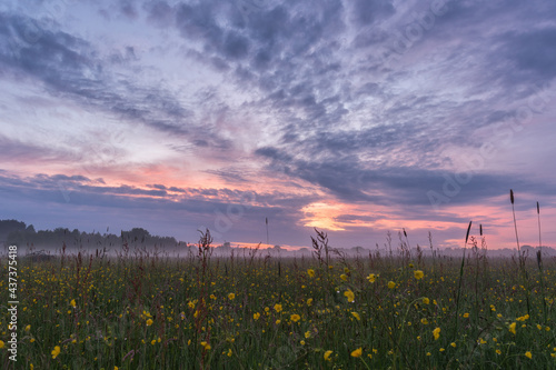 Idyllic foggy sunset over a meadow full of flowering buttercups (Ranunculus acris, Meadow buttercup)