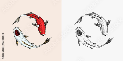 Koi carp, Japanese fish. Korean animal. Engraved hand drawn line art Vintage tattoo monochrome sketch for poster or label.
