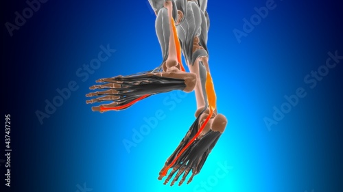 Flexor hallucis longus Muscle Anatomy For Medical Concept 3D