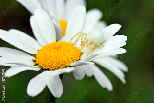 Goldenrod crab spider // Veränderliche Krabbenspinne (Misumena vatia)