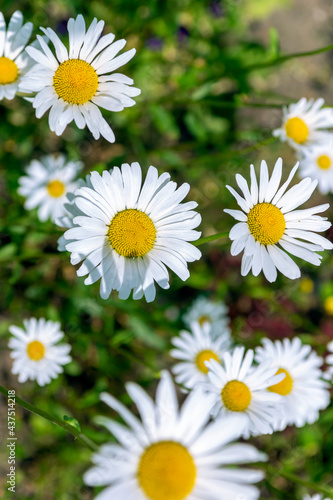 white daisies reach for the sun