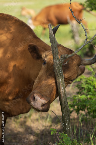cow scratching its head on a tree