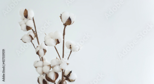 Minimal floral composition with cotton branch in the room. Interior with cotton flower, mockup, space for text.
