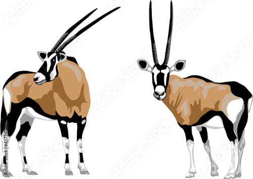 Gemsbok - vector illustration