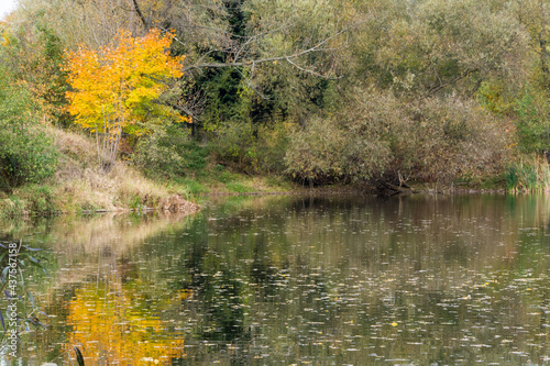 Drzewa i dzikie zarośla odbijające się w jeziorze, kolory jesieni