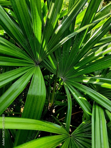 Tropikalne tło, zbliżenie na liście rośliny.