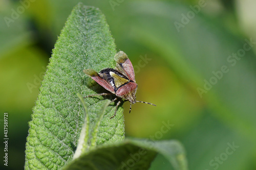 Sloe bug (Dolycoris baccarum) with open wings, family Pentatomidae on leaves of a summer lilac (Buddleja davidii). Dutch garden, spring, June, Netherlands