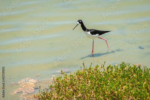 Endangered Hawaiian Stilt. The Hawaiian stilt is facing extensive conservation threats.The stilt has the second-longest legs of any other species of bird. The Hawaiian stilt was a popular game bird.