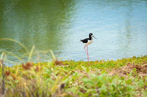 Endangered Hawaiian Stilt. The Hawaiian stilt is facing extensive conservation threats.The stilt has the second-longest legs of any other species of bird. The Hawaiian stilt was a popular game bird.