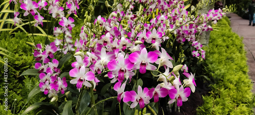 Blooming Dendrobium bigibbum commonly known as Cooktown Orchid or Mauve Butterfly Orchid or Lilac Purple Orchid in garden.