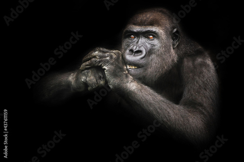Eyes attentive teeth bared gorilla female gnaws something while holding hands at the muzzle pulls back