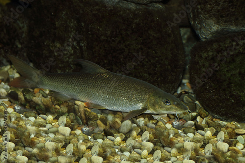 Barbe / Common barbel / Barbus barbus