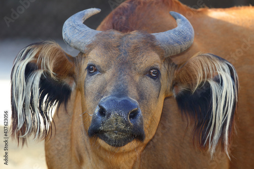 Rotbüffel / African forest buffalo / Syncerus caffer nanus