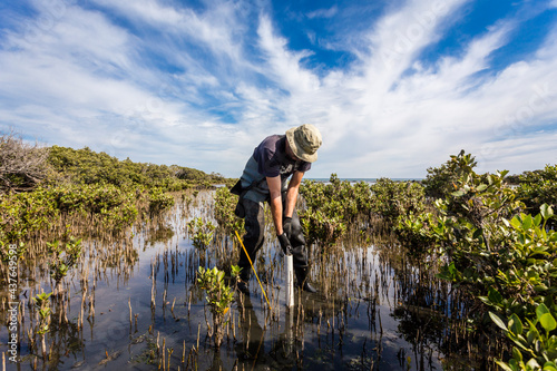 Scientist collecting a sediment core to asses carbon sequestration rates in the sediment of mangroves.