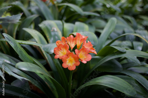 Beautiful clivia miniata flower and foliage native to in New Zealand