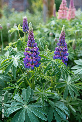 Purple flowering garden lupins (Lupinus polyphyllus)