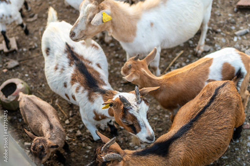 Goats and small kids on a farm in the Urdaibai marshes, a Bizkaia biosphere reserve next to Mundaka. Basque Country