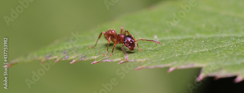 mrówka na liściu