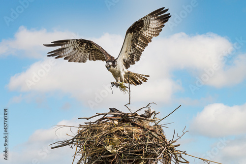 osprey bringing sticks back to the nest