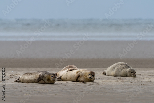 close up view of common seals on the sand bank of Galgerev on Fano Island in western Denmark