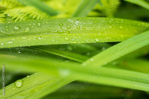 Krople deszczu na zielonych liściach