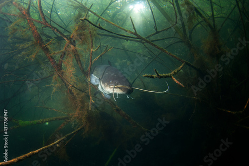 Catfish hiding among branches. Calm wels catfish in the lake. Big fish underwater. Fish life in fresh water. 