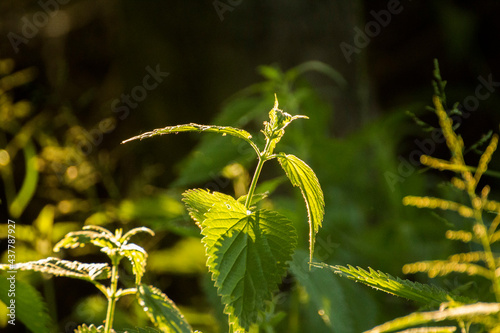 young green nettle among green nature