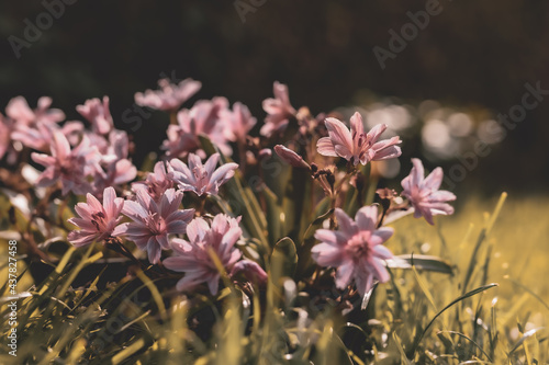 Lewizja długopłatkowa Lewisia longipetala, mały piękny skalniak 