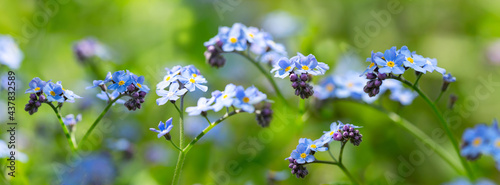 Spring flowers. Forget me not flowers