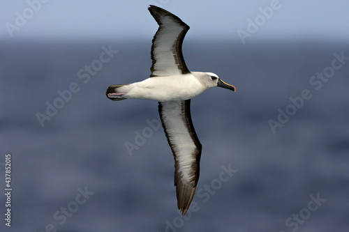 Geelbekalbatros, Atlantic Yellow-nosed Albatros, Thalassarche chlororhynchos