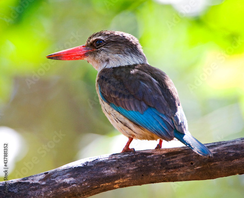 Bruinkapijsvogel, Brown-hooded Kingfisher, Halcyon albiventris