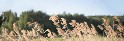 Pampas grass on the river in summer. Natural background of golden dry reeds against a blue sky. Selective focus. Banner