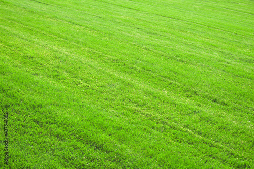 Green field covered with grass. The grass is neatly trimmed and well-groomed. The grass is green, bright and juicy. The lawn looked down diagonally. The image can be used as a texture or background. 