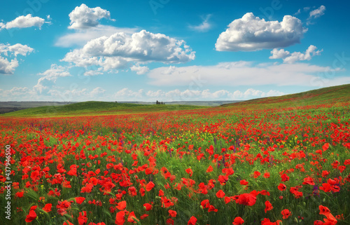 Amazing floral landscape and cloudy blue sky. Blooming red poppy. Natural beauty and excellent colorful design background.