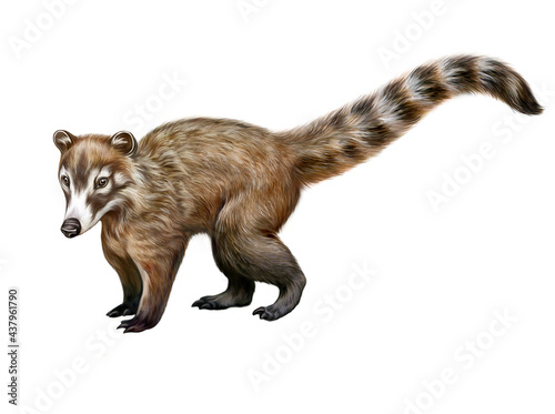 The South American coati (Nasua nasua)