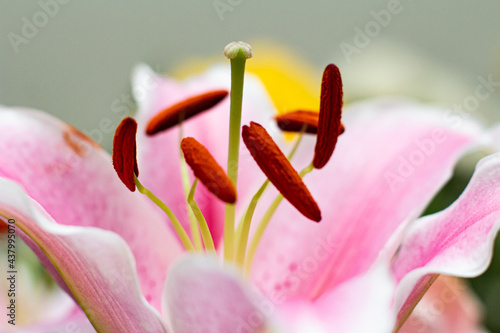 Close up of hibiscus flower stigma and anther