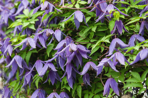 Siberian or Alpine clematis blooming with purple flowers, closeup