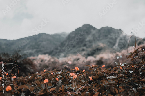 bosque en Chame Panamá. Flores y Plantas.