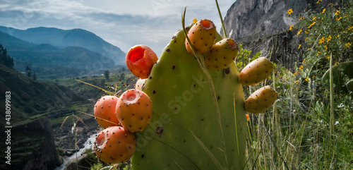 Fruto del Cañon del colca "tuna"